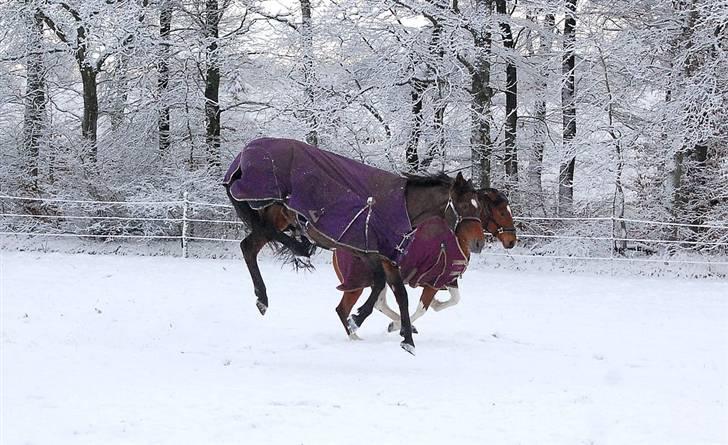 Dansk Varmblod Le cille ( cheri) - bugge kan hun også billede 5