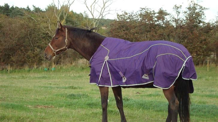 Dansk Varmblod Le cille ( cheri) - cheri med hendes nye catagodækken billede 6