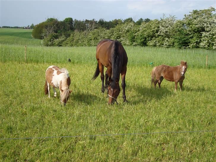 Dansk Varmblod Le cille ( cheri) - cheri sammen med mine ponyer billede 7