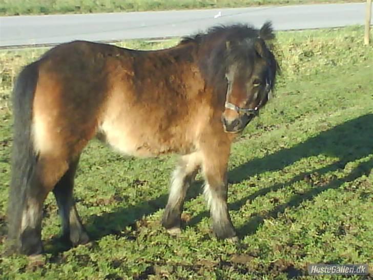 Anden særlig race Musse - Rideskole pony - Er der mon nogle der har noget mad ? billede 16