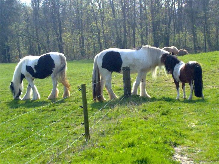 Anden særlig race Bella ( solgt ) - her er Bella ankommet hos sin nye ejere, den 22 april billede 20