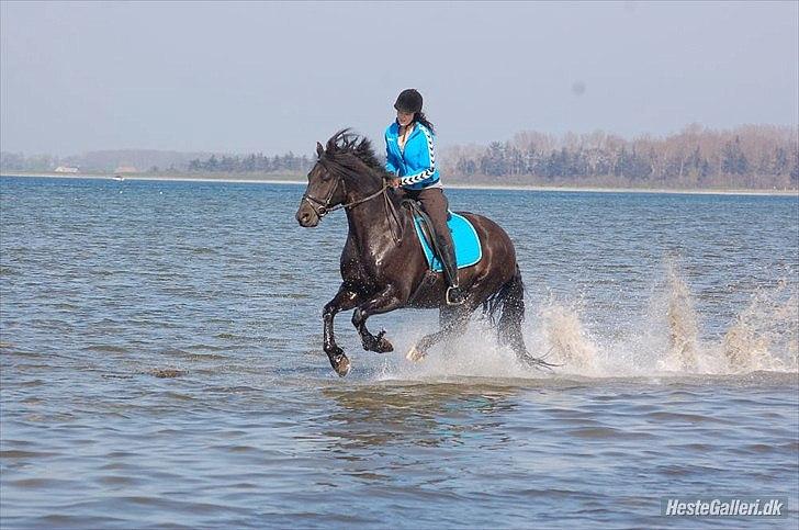 Anden særlig race Prinse'hesten Chopin - Mit eventyr! :* -  "Vær den ændring du ønsker at se i verden... "We took the road less traveled by, and that´s made all the difference!".*-  Foto: CFJ(´: billede 6