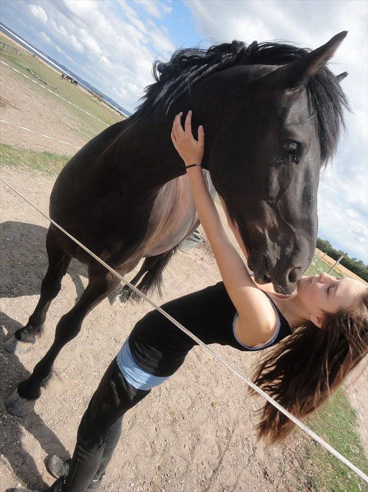 Anden særlig race Prinse'hesten Chopin - Mit eventyr! :* - "Tal med hesten. Den lytter mere end de fleste mennesker du taler med!.". Jegelskerdig!  *- Foto: Pernille Jepsen billede 4