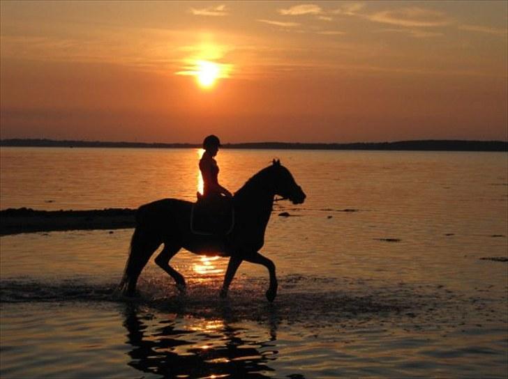 Anden særlig race Prinse'hesten Chopin - Mit eventyr! :* - "Hjertet tager aldrig fejl" .. Foto: Tenna Andersen!  billede 5