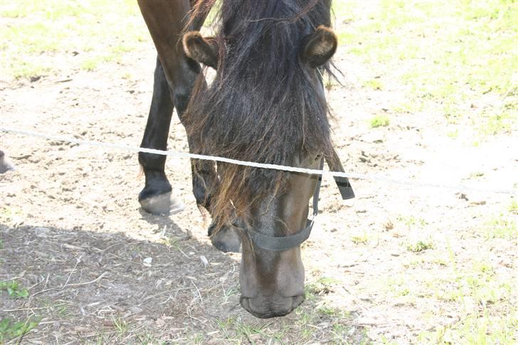 Gotlandsruss | Tarpans Lecki - Snuser lidt til støvet ;) billede 2