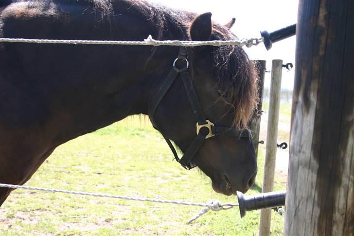 Gotlandsruss | Tarpans Lecki billede 3