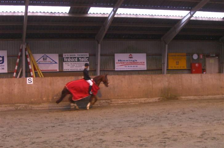 Anden særlig race polly (solgt) - mig og pollys eresgalop efter vi blev klubmestre billede 16