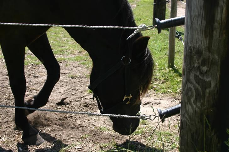 Gotlandsruss | Tarpans Lecki billede 4