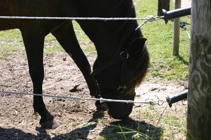 Gotlandsruss | Tarpans Lecki billede 5