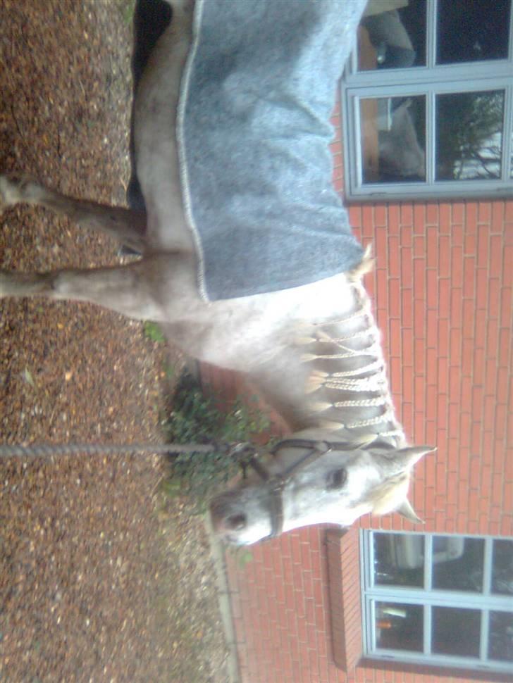 Anden særlig race Feline - feline med fletninger billede 1