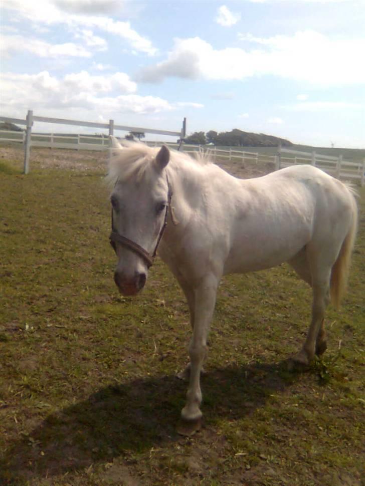 Anden særlig race Feline - feline på marken billede 2