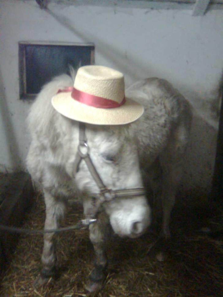 Anden særlig race Feline - feline til fastelavn billede 3