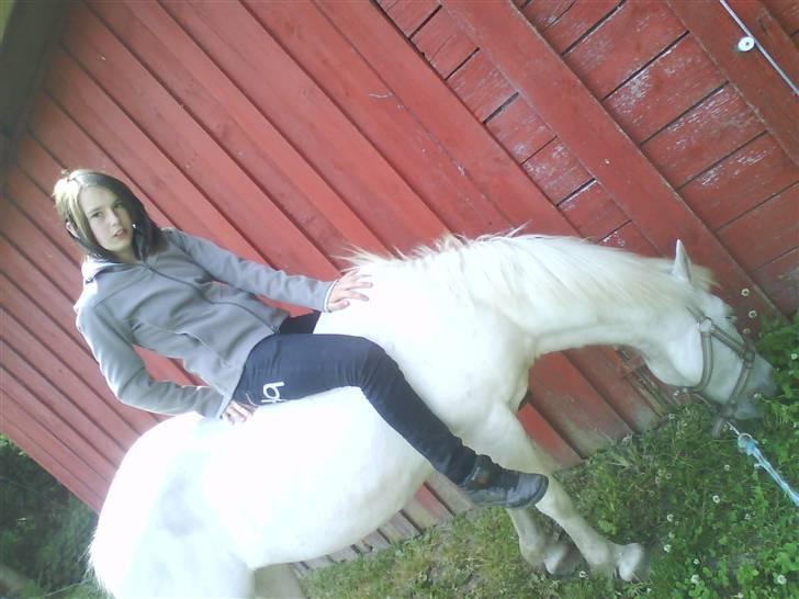 Anden særlig race Feline - feline der grasser billede 4