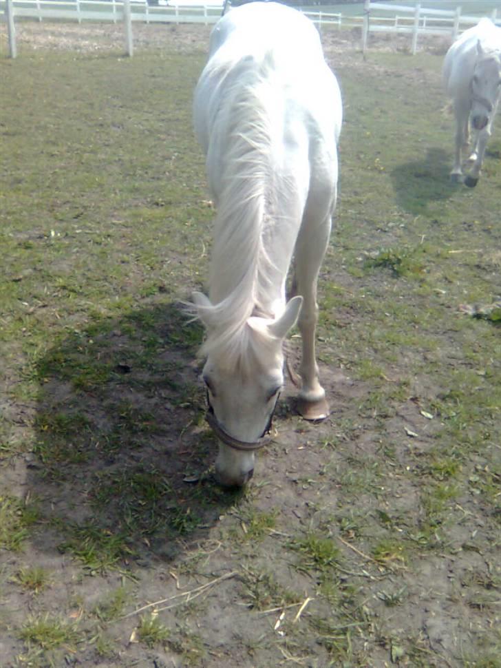Anden særlig race Feline - feline på marken:) billede 6