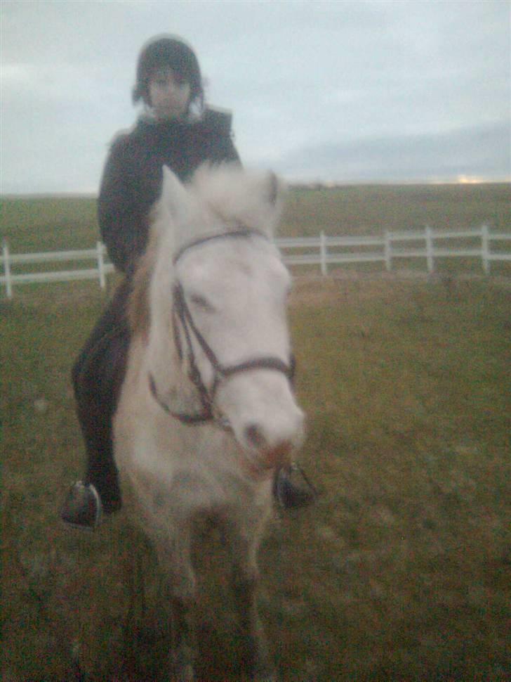 Anden særlig race Feline - mig og feline på ridebanen billede 7