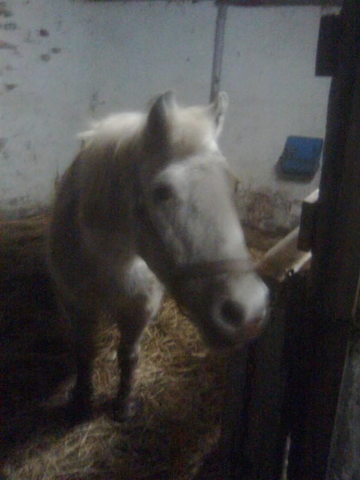 Anden særlig race Feline - feline i boksen!:) billede 8