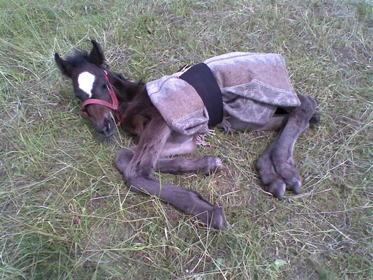 Anden særlig race  *bellami* - hvis i er tvivl om hvad der er rundt om hende så er det et tæppe fordi hun frøs og vi havde ikke fået købt et dækken til hende endnu billede 6