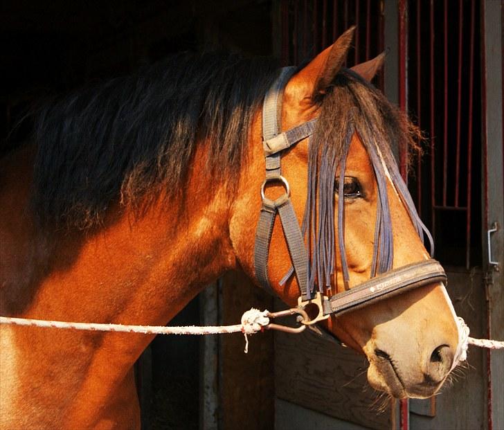 New Forest Lundemarksgaards Nemo billede 11