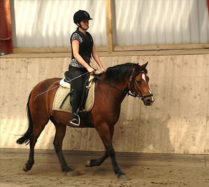 New Forest Lundemarksgaards Nemo billede 16