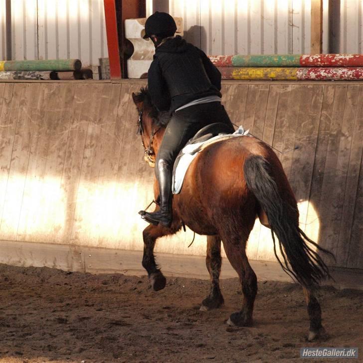 New Forest Lundemarksgaards Nemo billede 18