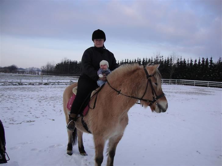 Fjordhest Tamra ~ Pensioneret ~ Rip min smukke engel - Min mindste rytter det er Mors søn på blot 9 uger det er første gang han er oppe på mig og mor håber sådan at han bliver en hestedreng som kan lege med mig og Noa :D billede 15