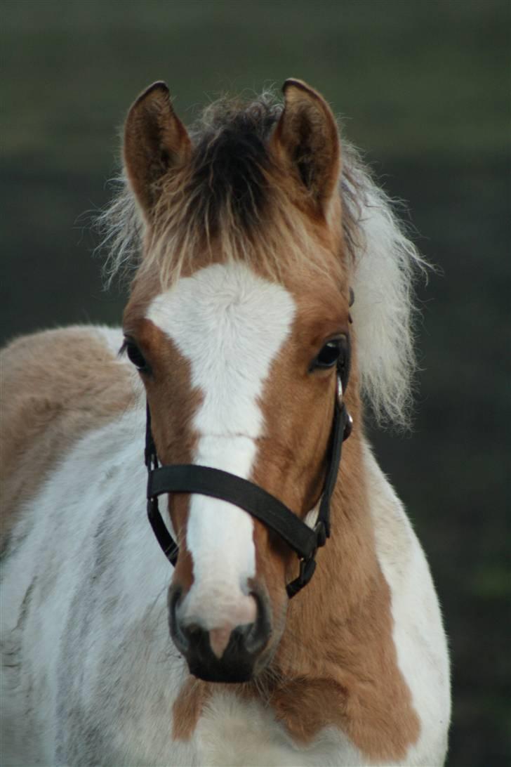 Anden særlig race Flying Dancer-aflivet ),: billede 1