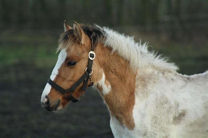 Anden særlig race Flying Dancer-aflivet ),: billede 2