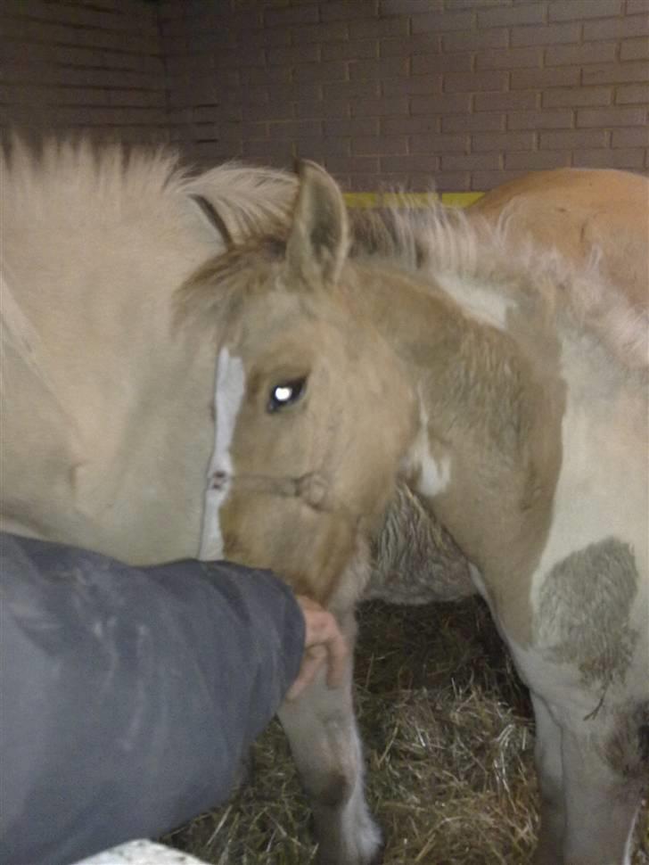 Anden særlig race Flying Dancer-aflivet ),: billede 3