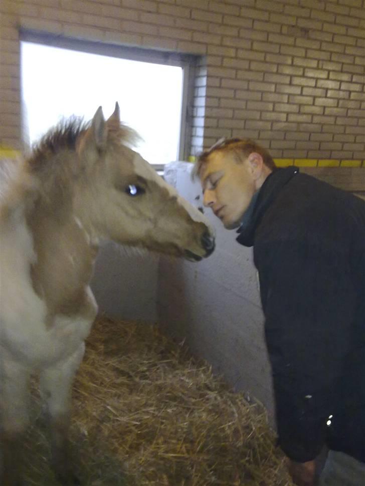 Anden særlig race Flying Dancer-aflivet ),: billede 4