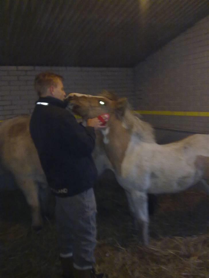 Anden særlig race Flying Dancer-aflivet ),: billede 5