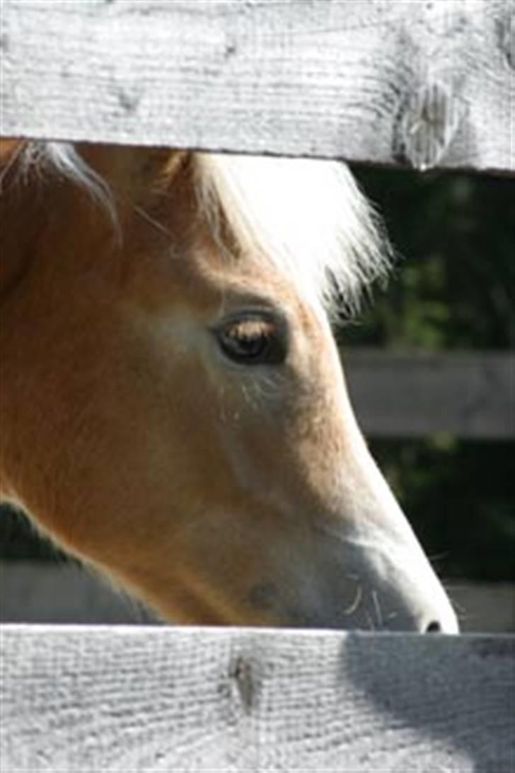 Tyroler Haflinger Kajser *Rocké* - Da han kun var et føl.  billede 6