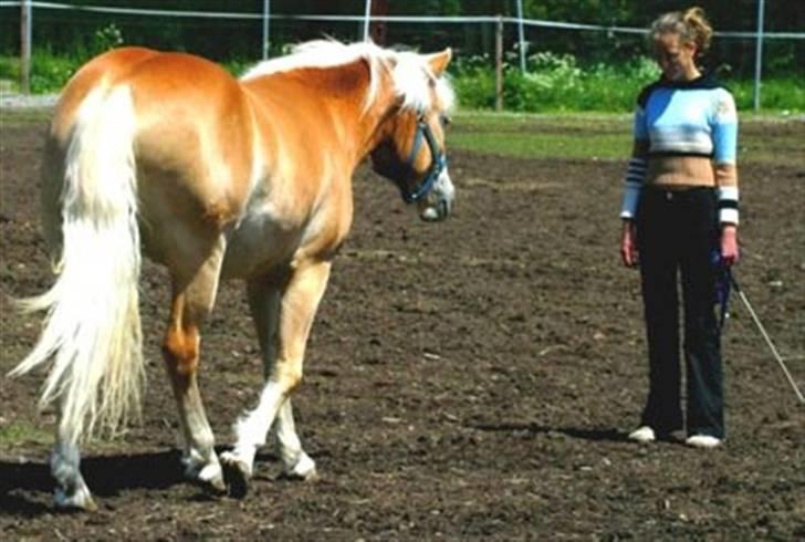 Tyroler Haflinger Kajser *Rocké* billede 7