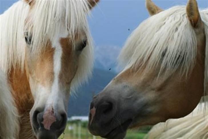 Tyroler Haflinger Kajser *Rocké* billede 8