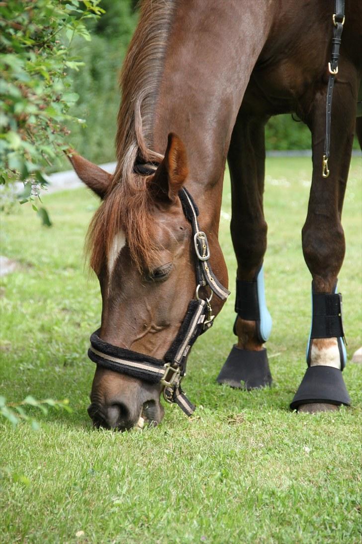 Welsh Cob (sec D) Gaiety<3Min drømmepony!<3 - 6) Gaiety nyder græsset i min have! :-D<3 2010 billede 5