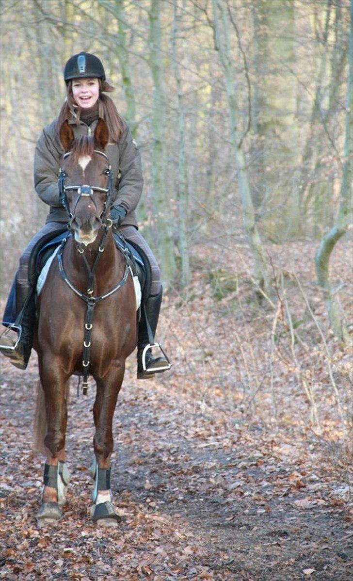 Welsh Cob (sec D) Gaiety<3Min drømmepony!<3 - 8) 2011 i skoven med hende den dejlige! :-* lækkert ridehjelme hår, Pernille! billede 7