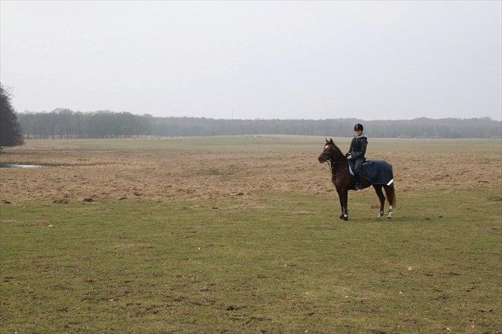 Welsh Cob (sec D) Gaiety<3Min drømmepony!<3 - 11) i dyrehaven, det er ikke til at se, men der går hjorte i baggrunden.. <3<3 billede 9