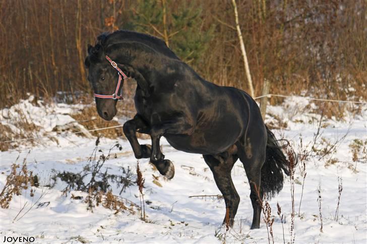 Frieser XPoseidon af Brødsgård - # 1. Vildbassen på fold d. 21/12 2009 billede 1