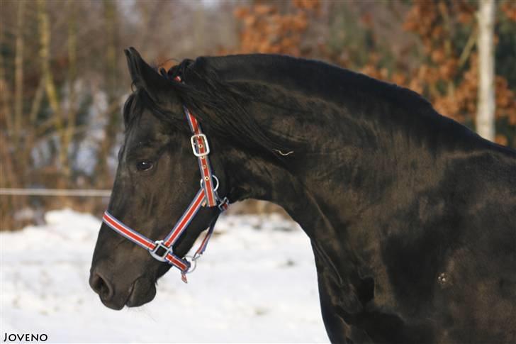 Frieser XPoseidon af Brødsgård - # 4. 21/12 2009 billede 4