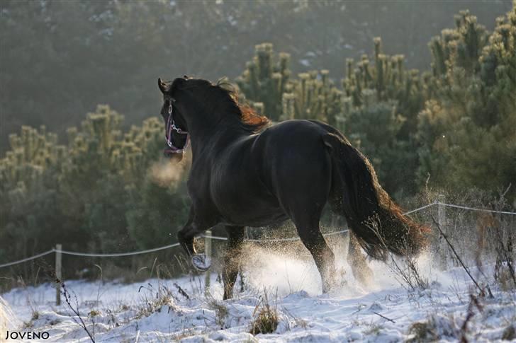 Frieser XPoseidon af Brødsgård - # 5. 21/12 2009 billede 5