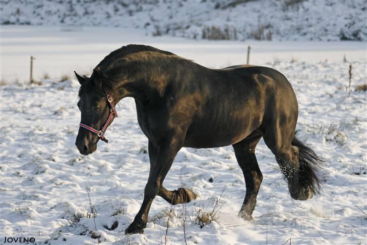 Frieser XPoseidon af Brødsgård - # 6. 21/12 2009 billede 6