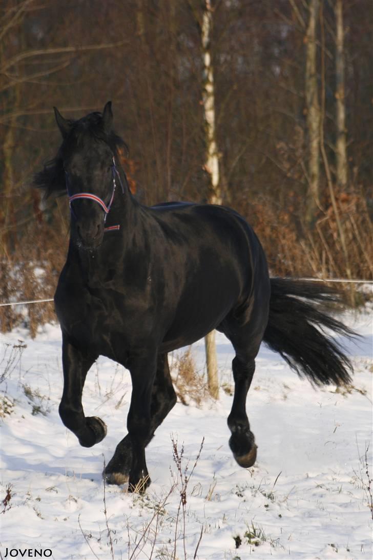 Frieser XPoseidon af Brødsgård - # 9. Wuhuuuu... 21/12 2009 billede 9