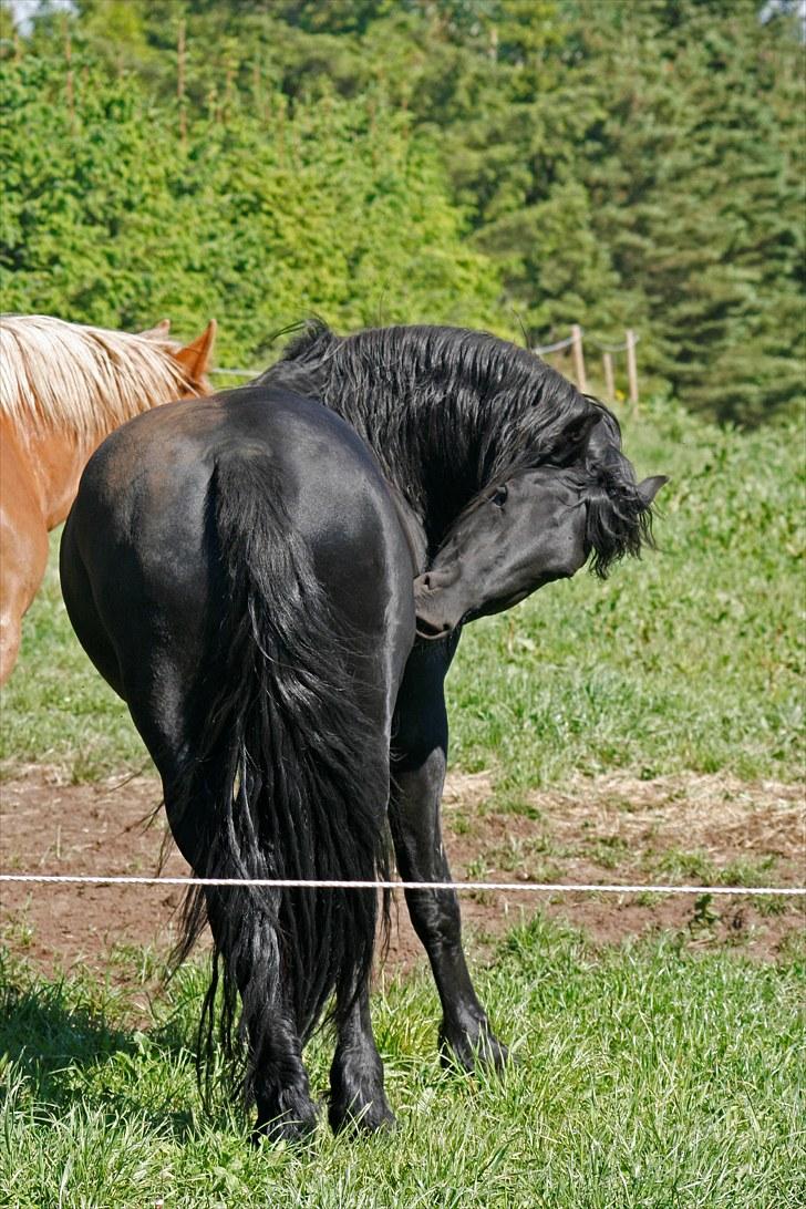 Frieser XPoseidon af Brødsgård - # 12. Lille vælte-peter! XD 2/6 2010. billede 12