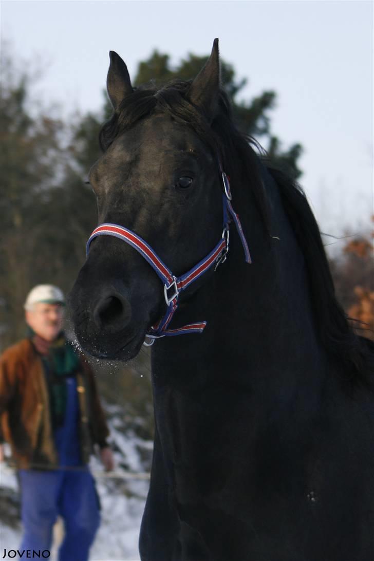 Frieser XPoseidon af Brødsgård - # 13. 21/12 2009 billede 13