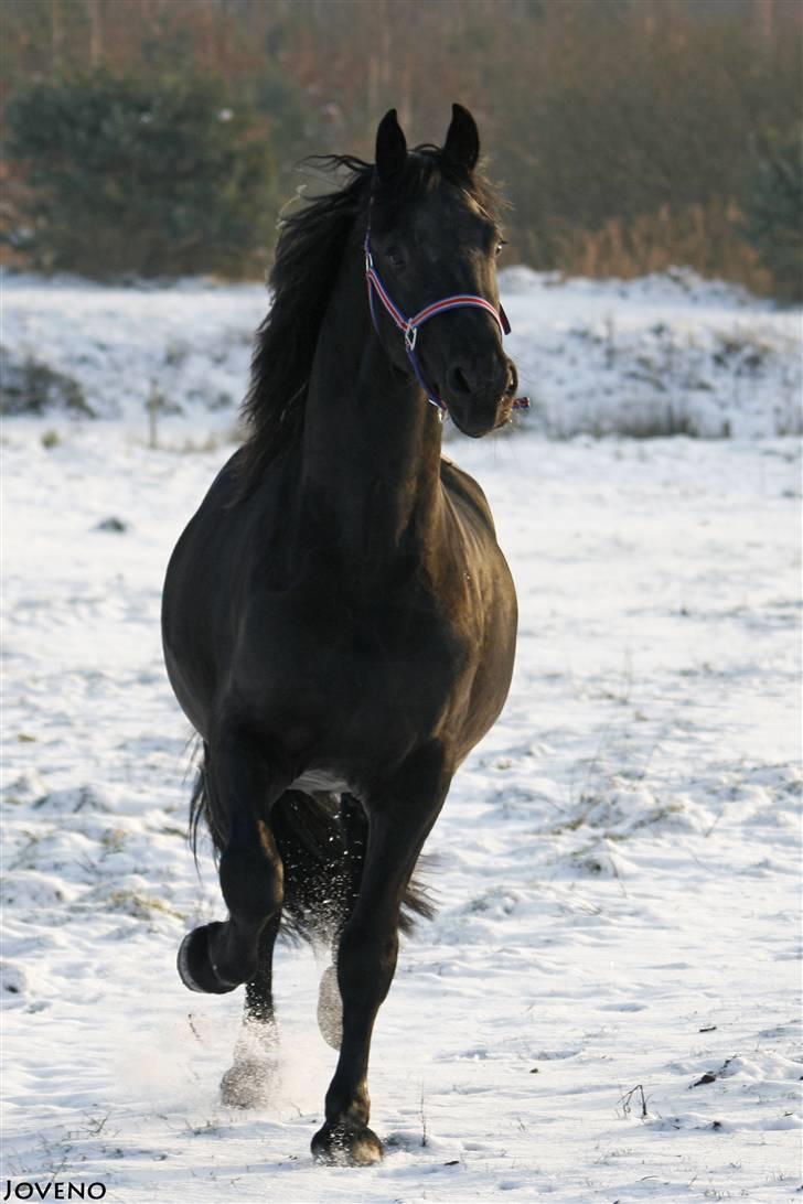 Frieser XPoseidon af Brødsgård - # 15. 21/12 2009 billede 15