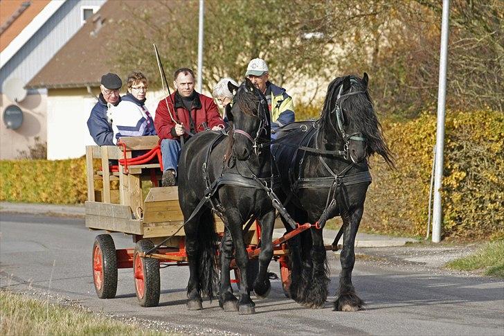 Frieser XPoseidon af Brødsgård - # 18. På tur i byen d. 31/10 2010. billede 18