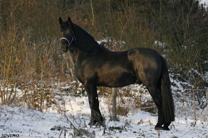 Frieser XPoseidon af Brødsgård - #19. Smukkere bliver det da ikke?! 21/12 2009 billede 19