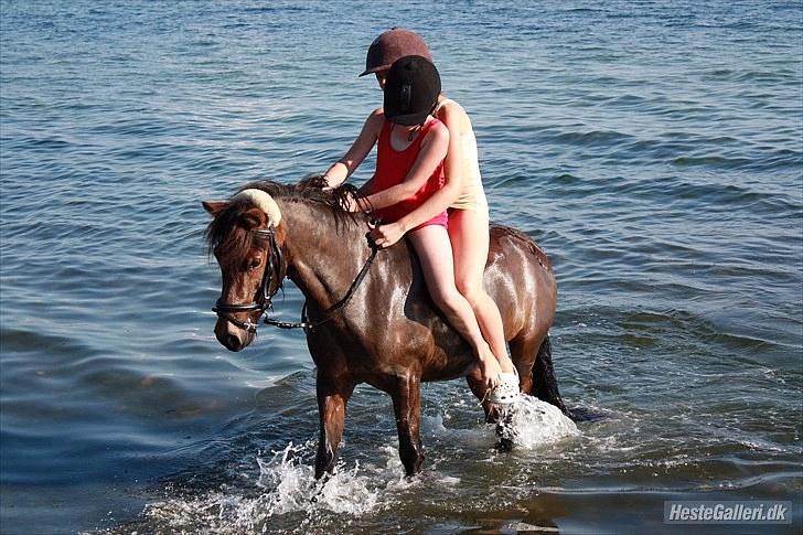 Anden særlig race Sir Arthur - Arthur <3På stranden sommer 2010 billede 11