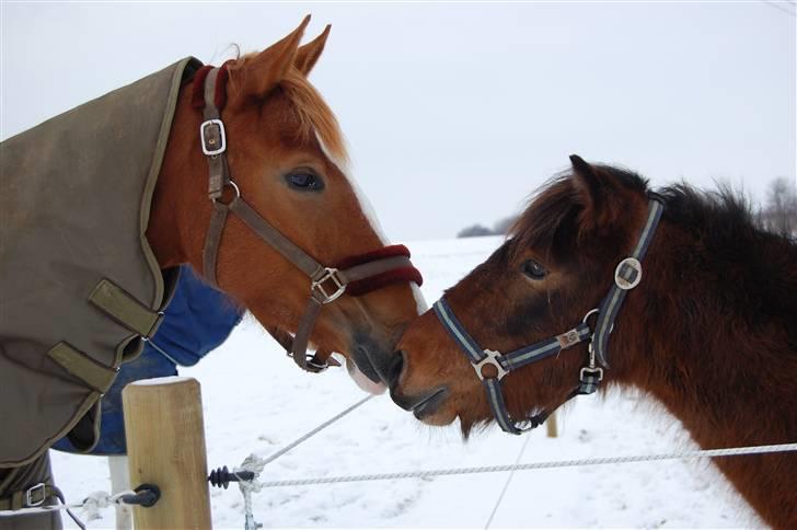 Anden særlig race Sir Arthur - Hilser lige på nabohesten fra nabofolden. Arthur og High-Line! :D 21.12.09 billede 12