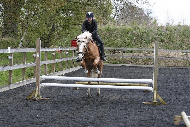 Anden særlig race Pablo billede 8