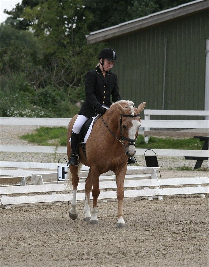 Anden særlig race Pablo - Vorers første klubstævne :)) billede 9